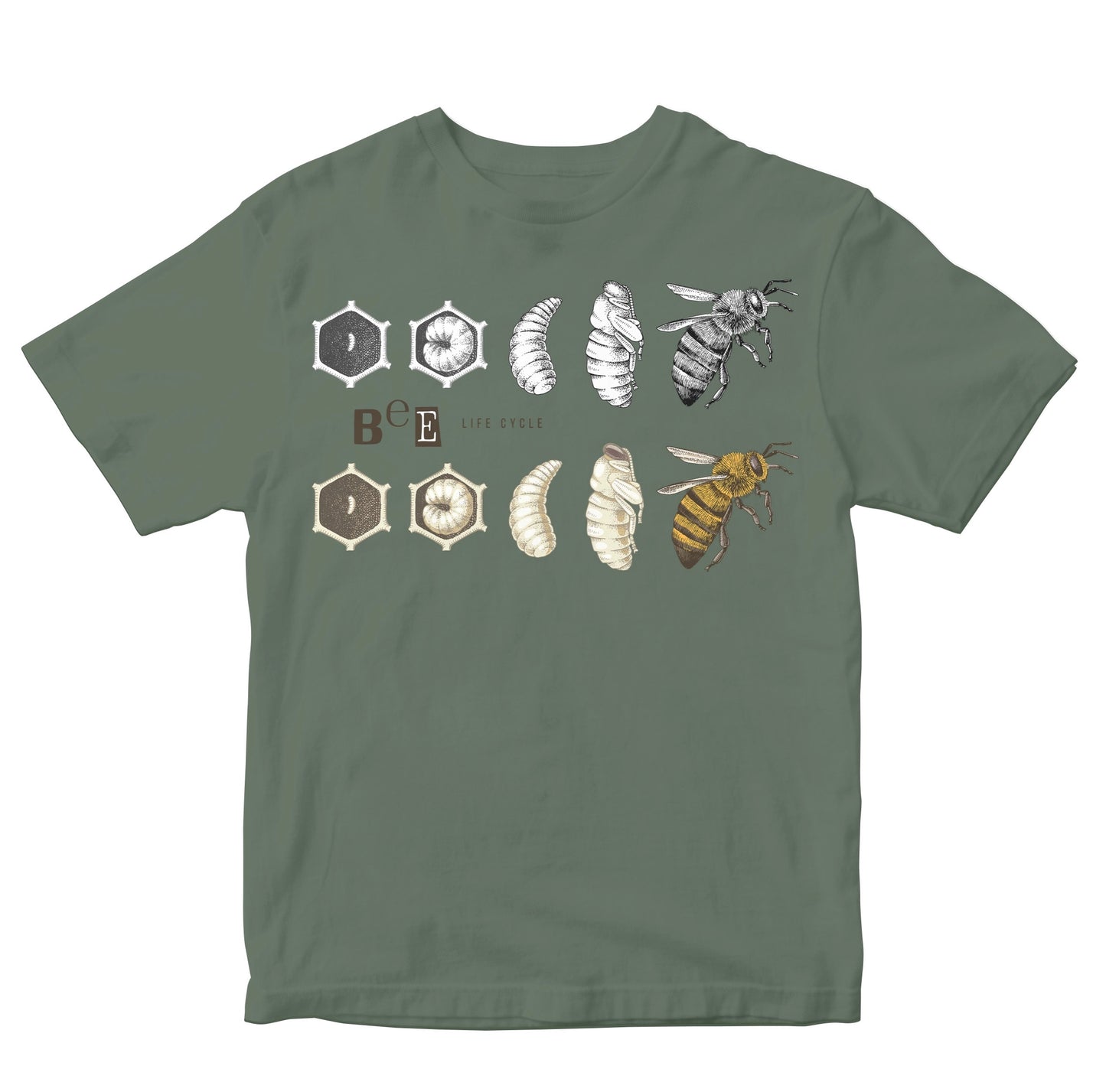 Bee Life Cycle Kids