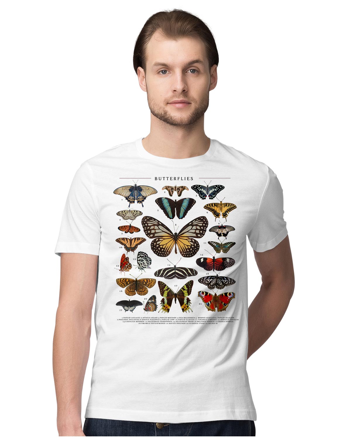 Butterflies - Butterfly Catalog With Names